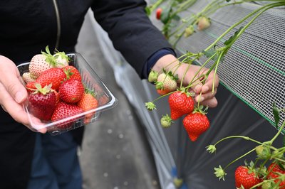 🍓 아이바 딸기 농장(아이바 이치고엔) 이미지 2